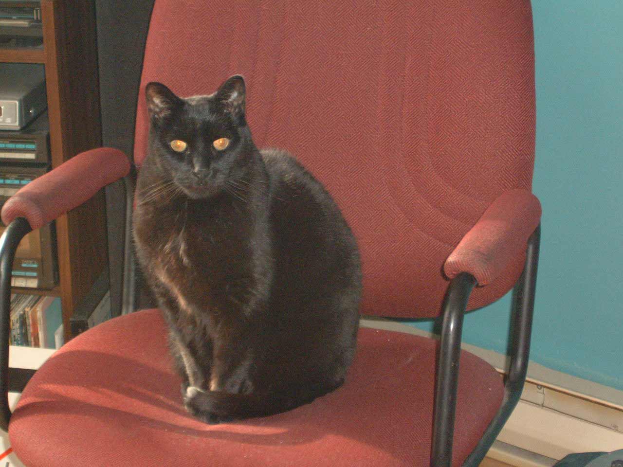 Chat