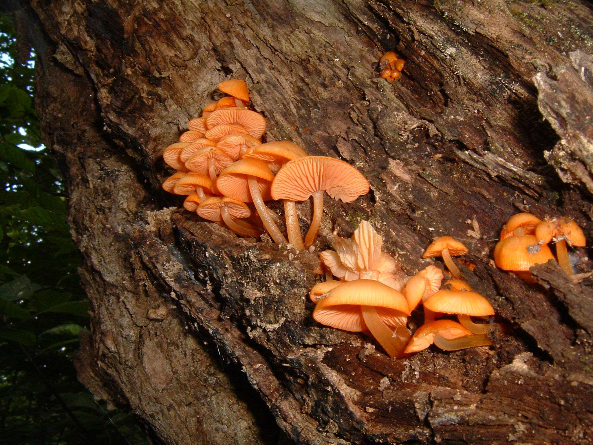 Champignons